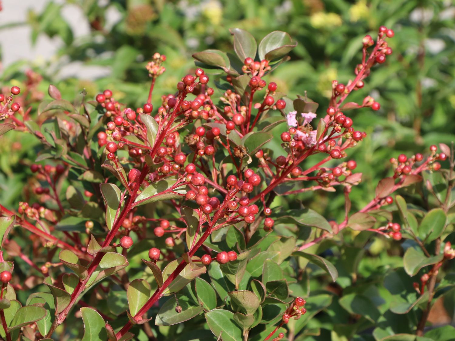 Chinesische Kräuselmyrte - Lagerstroemia indica