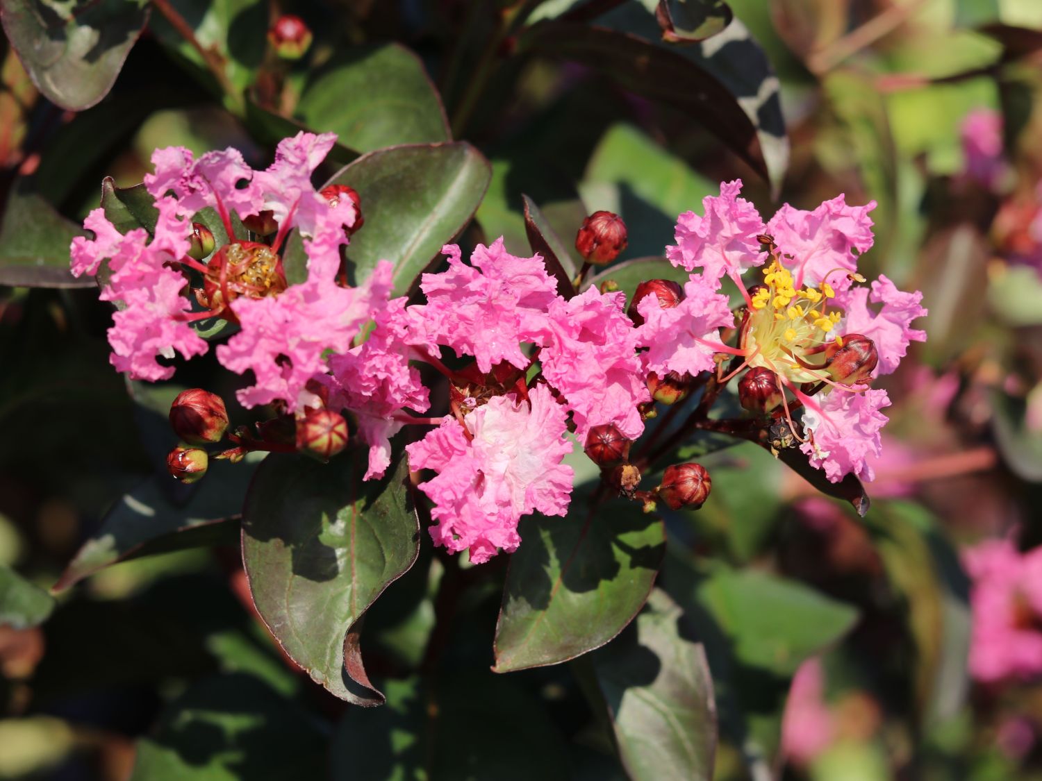 Kreppmyrthe / Kräuselmyrte 'Rhapsody in Pink' - Lagerstroemia indica 'Rhapsody in Pink'
