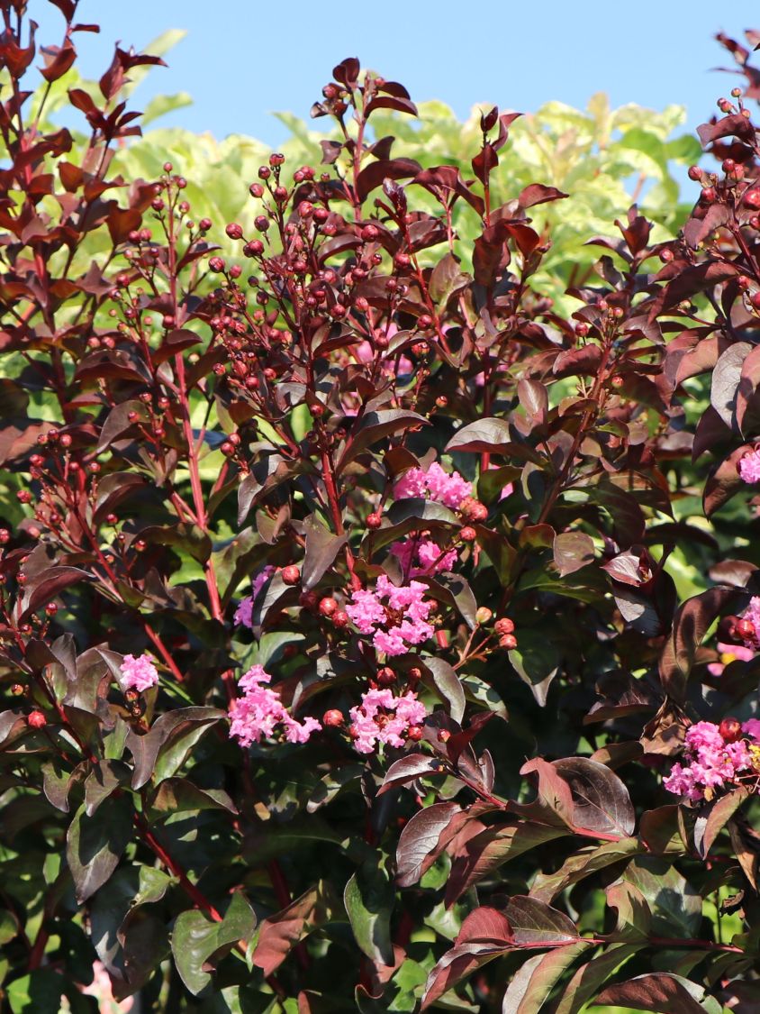 Kreppmyrthe / Kräuselmyrte 'Rhapsody in Pink' - Lagerstroemia indica 'Rhapsody in Pink'
