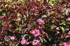 Kreppmyrthe / Kräuselmyrte 'Rhapsody in Pink' - Lagerstroemia indica 'Rhapsody in Pink'