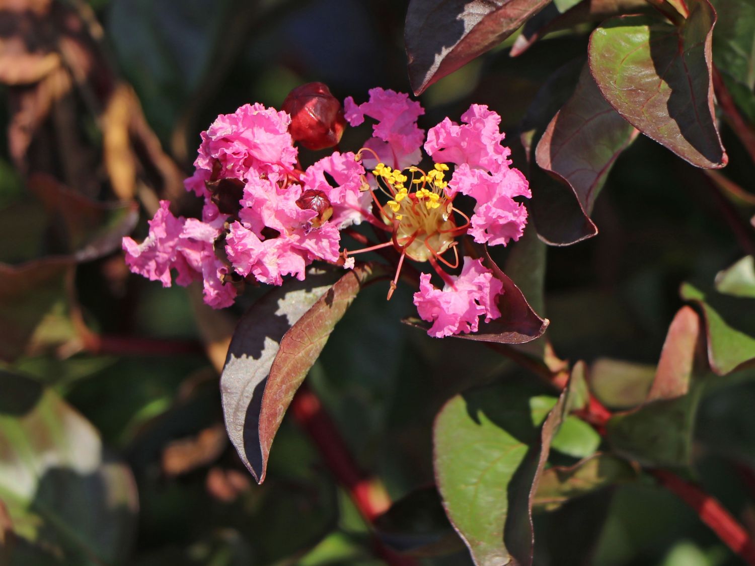 Kreppmyrthe / Kräuselmyrte 'Rhapsody in Pink' - Lagerstroemia indica 'Rhapsody in Pink'