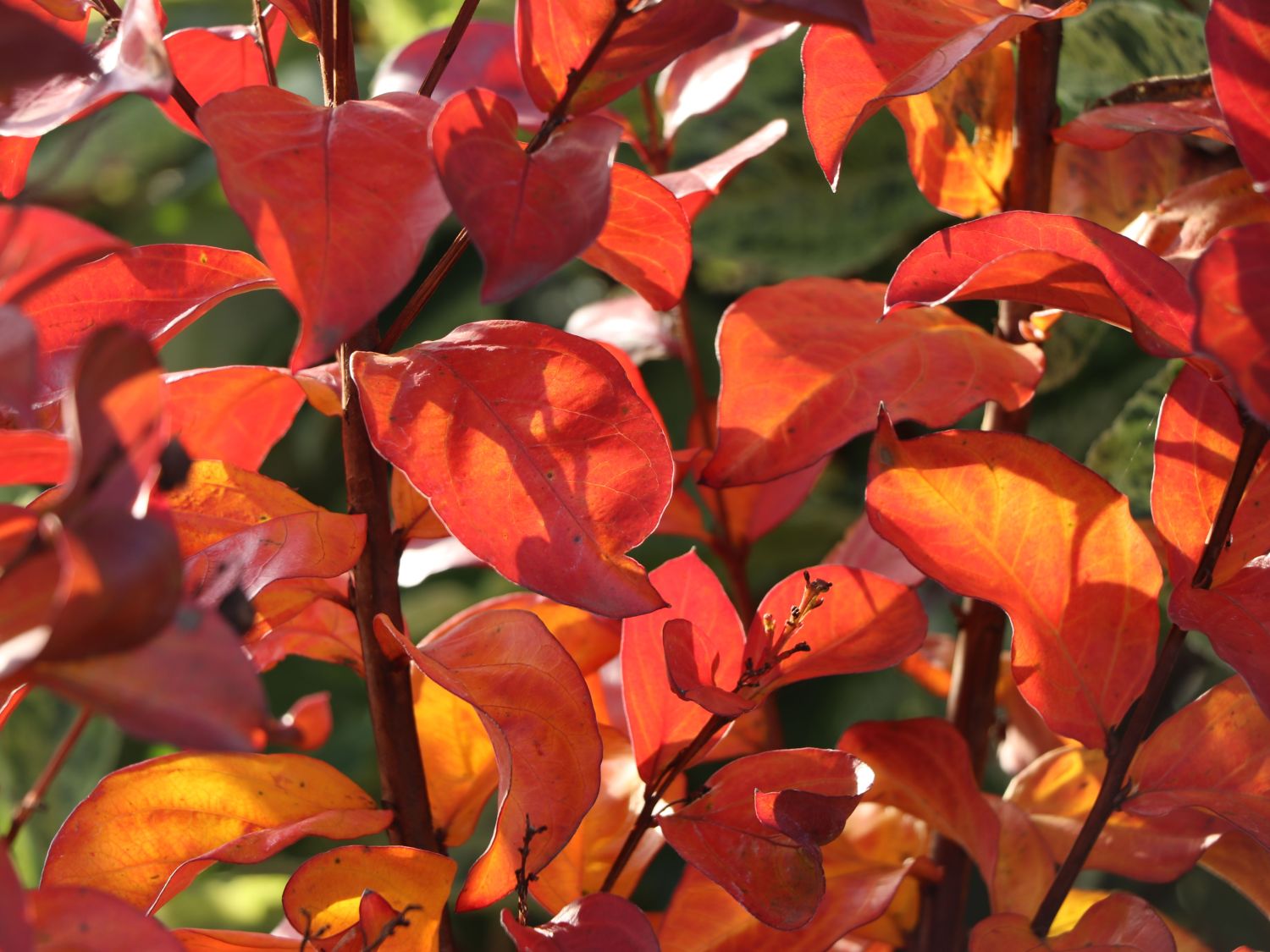 Kreppmyrthe / Kräuselmyrte 'Rhapsody in Pink' - Lagerstroemia indica 'Rhapsody in Pink'