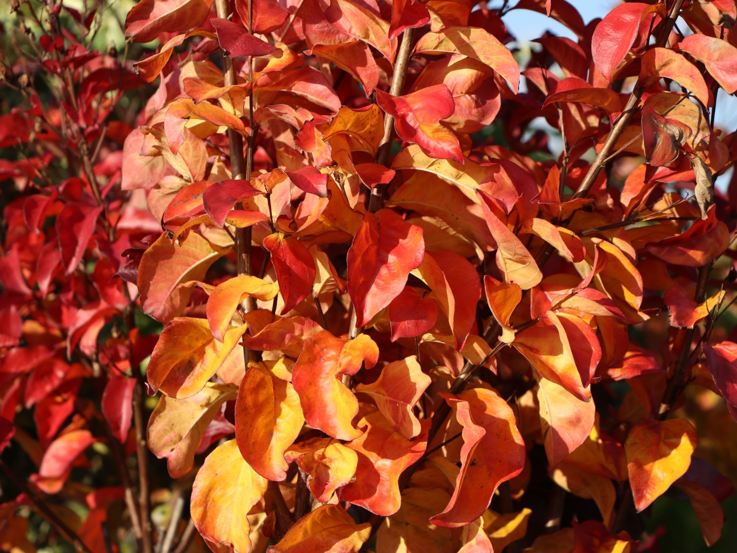 Kreppmyrthe / Kräuselmyrte 'Rhapsody in Pink' - Lagerstroemia indica 'Rhapsody in Pink'