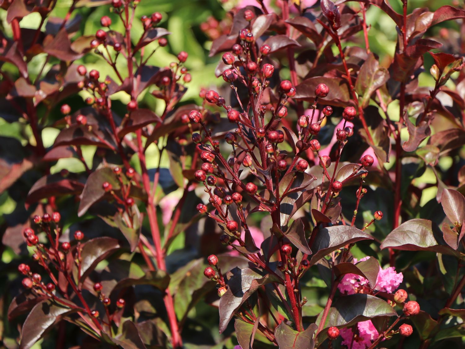 Kreppmyrthe / Kräuselmyrte 'Rhapsody in Pink' - Lagerstroemia indica 'Rhapsody in Pink'