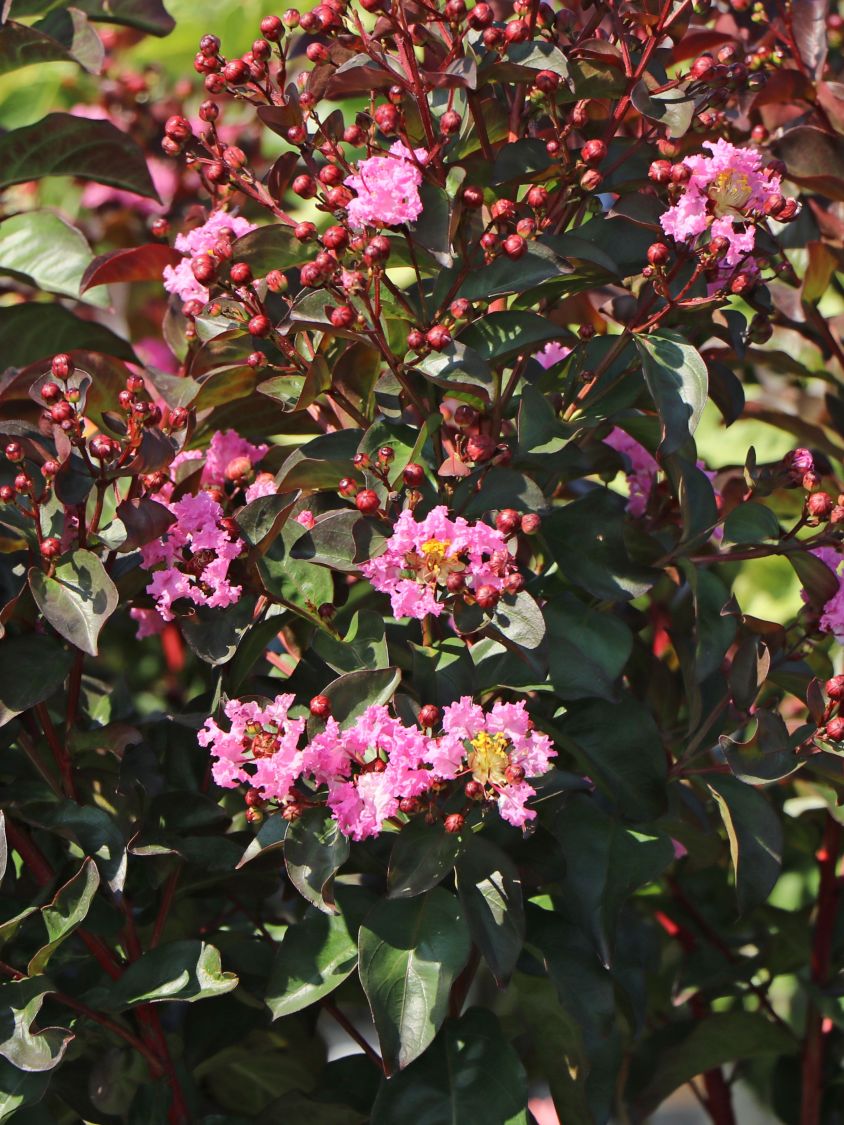Kreppmyrthe / Kräuselmyrte 'Rhapsody in Pink' - Lagerstroemia indica 'Rhapsody in Pink'