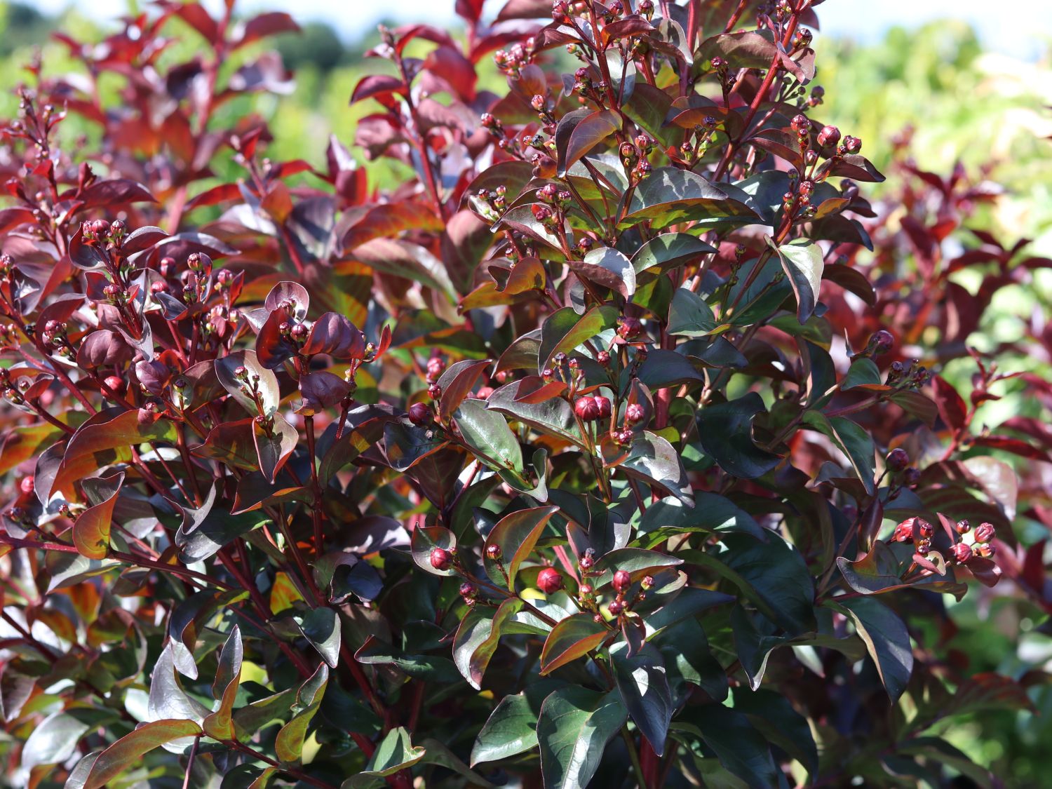 Kreppmyrthe / Kräuselmyrte 'Rhapsody in Pink' - Lagerstroemia indica 'Rhapsody in Pink'
