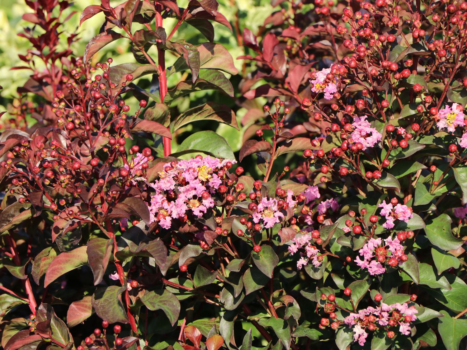 Kreppmyrthe / Kräuselmyrte 'Rhapsody in Pink' - Lagerstroemia indica 'Rhapsody in Pink'