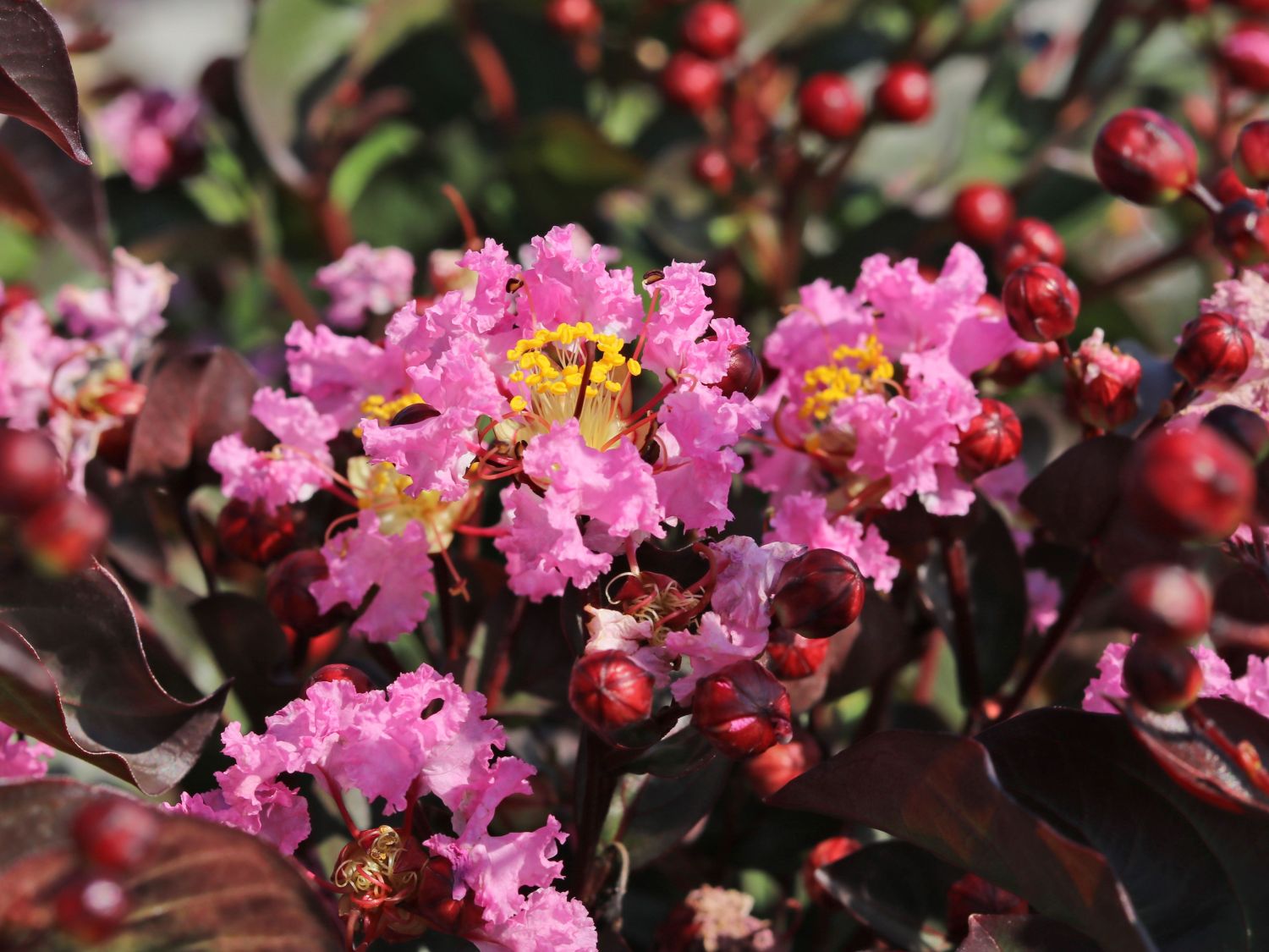 Kreppmyrthe / Kräuselmyrte 'Rhapsody in Pink' - Lagerstroemia indica 'Rhapsody in Pink'