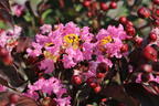 Kreppmyrthe / Kräuselmyrte 'Rhapsody in Pink' - Lagerstroemia indica 'Rhapsody in Pink'
