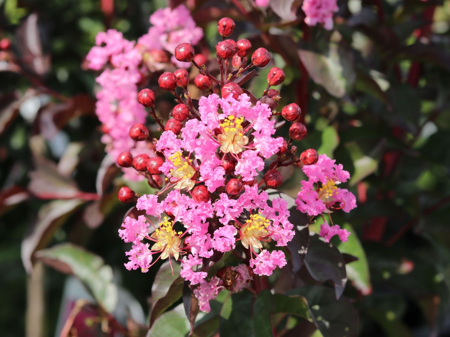Kreppmyrthe / Kräuselmyrte 'Rhapsody in Pink' - Lagerstroemia indica 'Rhapsody in Pink'