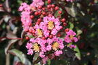 Kreppmyrthe / Kräuselmyrte 'Rhapsody in Pink' - Lagerstroemia indica 'Rhapsody in Pink'