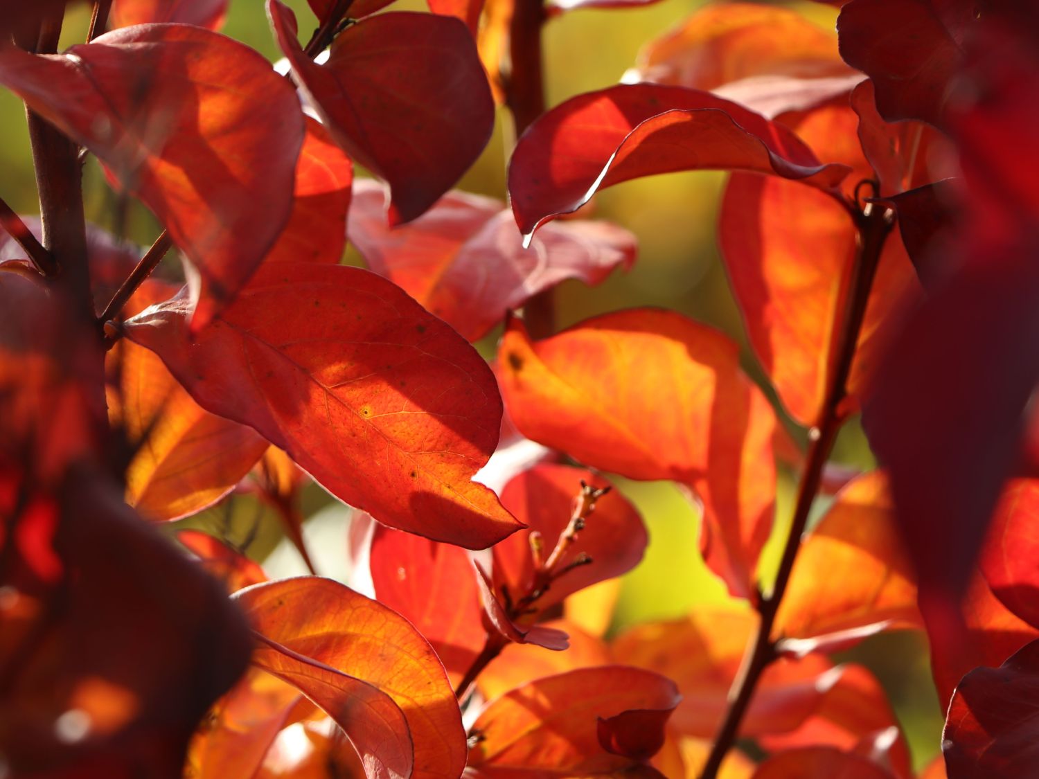 Kreppmyrthe / Kräuselmyrte 'Rhapsody in Pink' - Lagerstroemia indica 'Rhapsody in Pink'