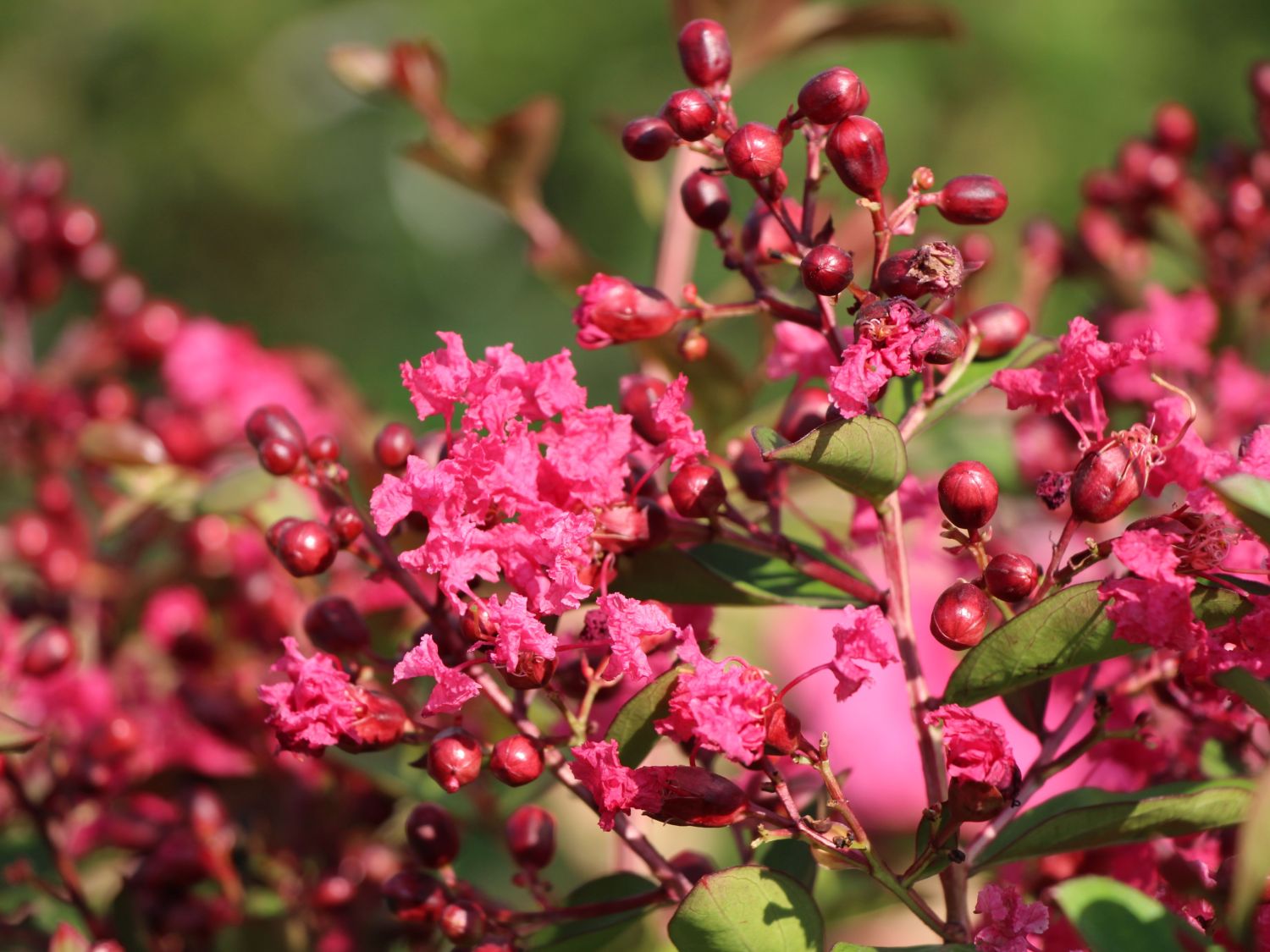 Weiderichgewächse (Lythraceae)