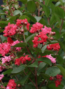 Chinesische Lagerströmie 'Braise d'ete'