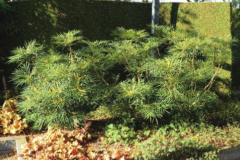 Chinesische Mahonie 'Soft Caress' - Mahonia eurybracteata 'Soft Caress'