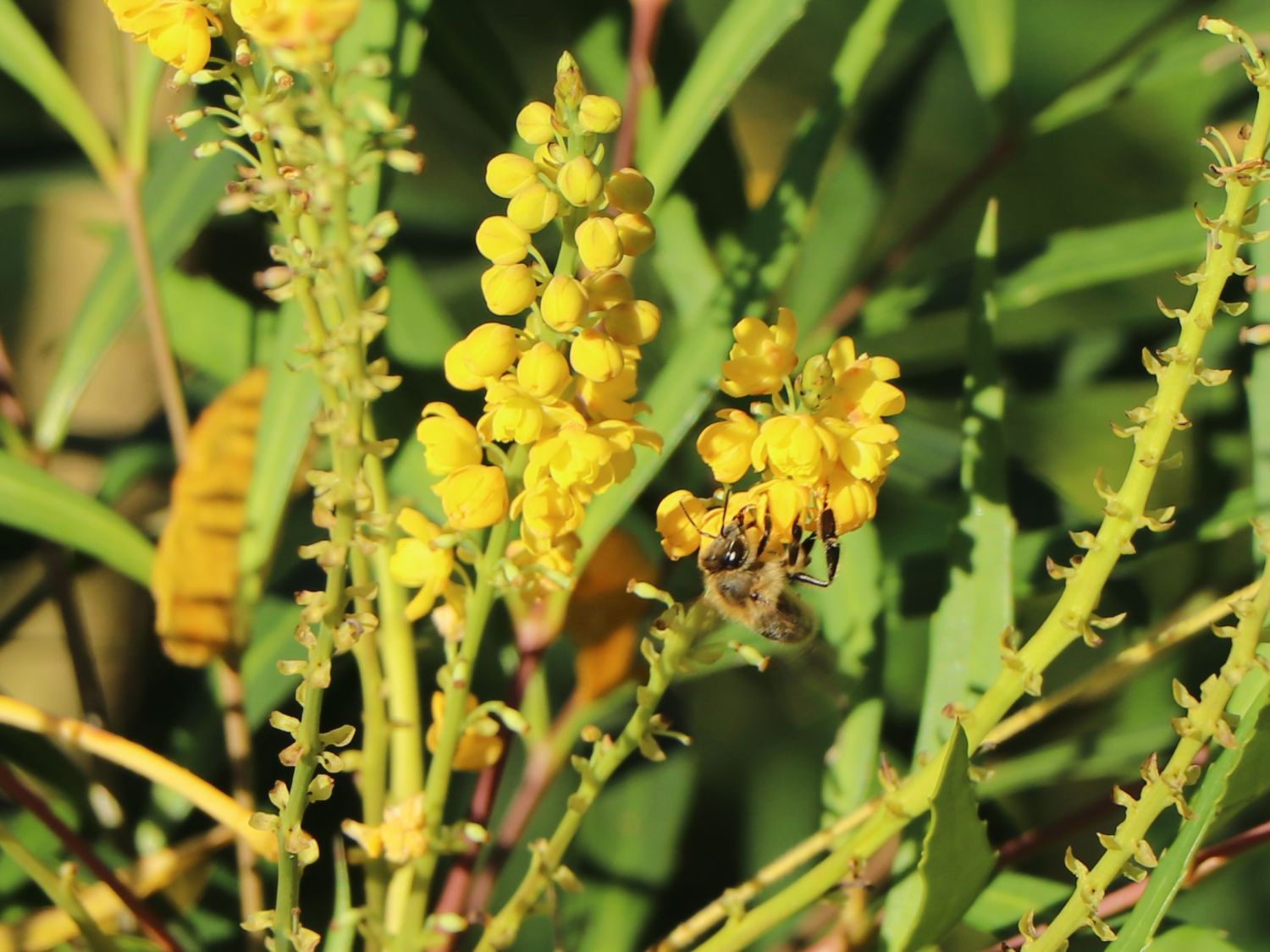 Chinesische Mahonie 'Soft Caress' - Mahonia eurybracteata 'Soft Caress'