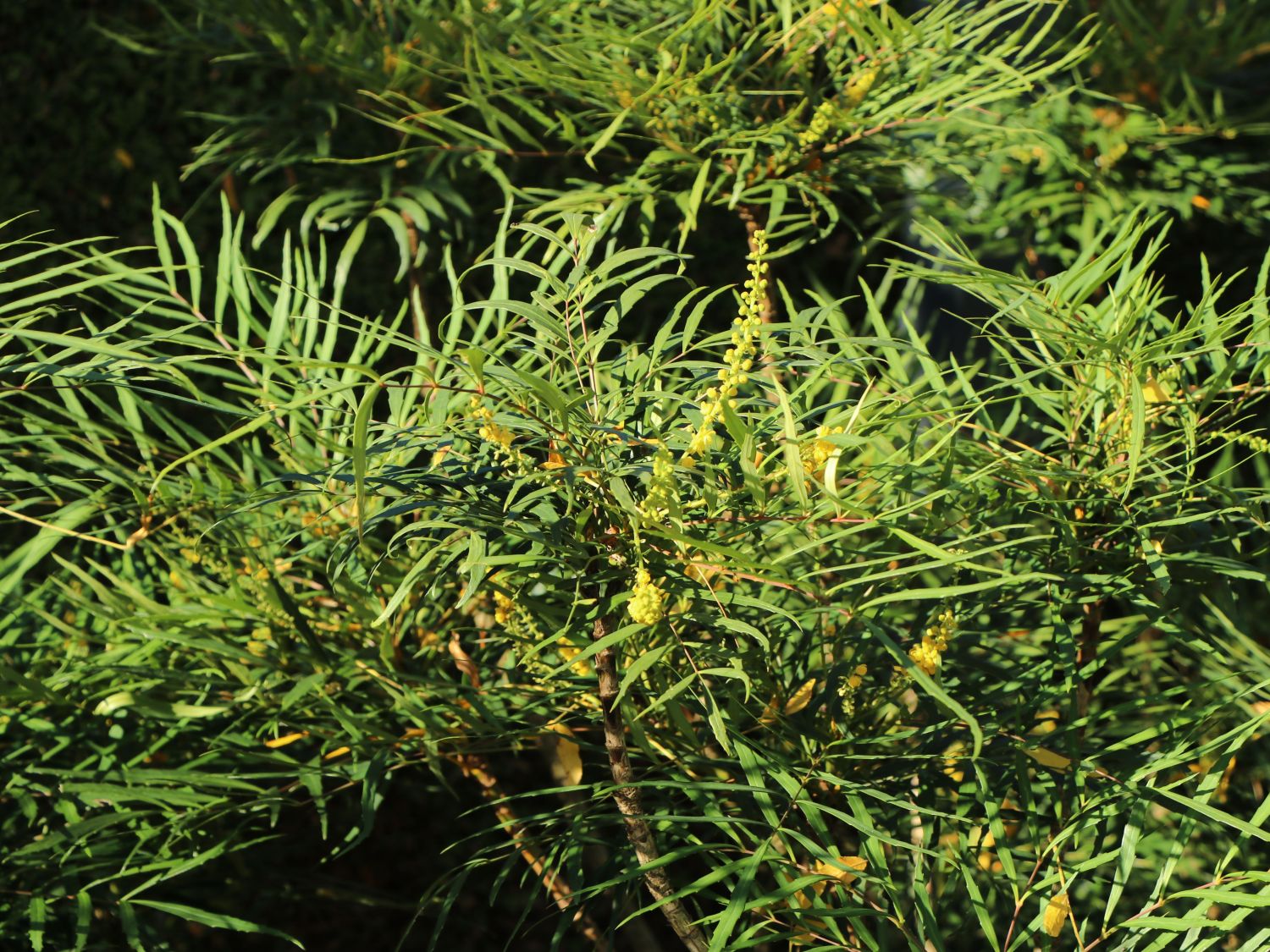 Chinesische Mahonie 'Soft Caress' - Mahonia eurybracteata 'Soft Caress'