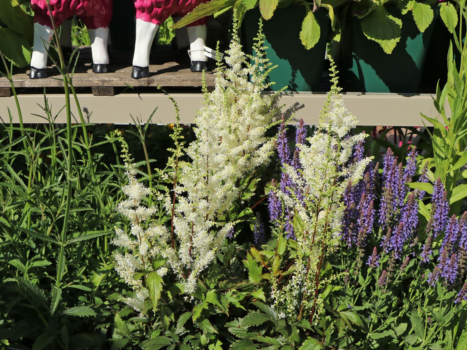 Chinesische Prachtspiere 'Happy Spirit'