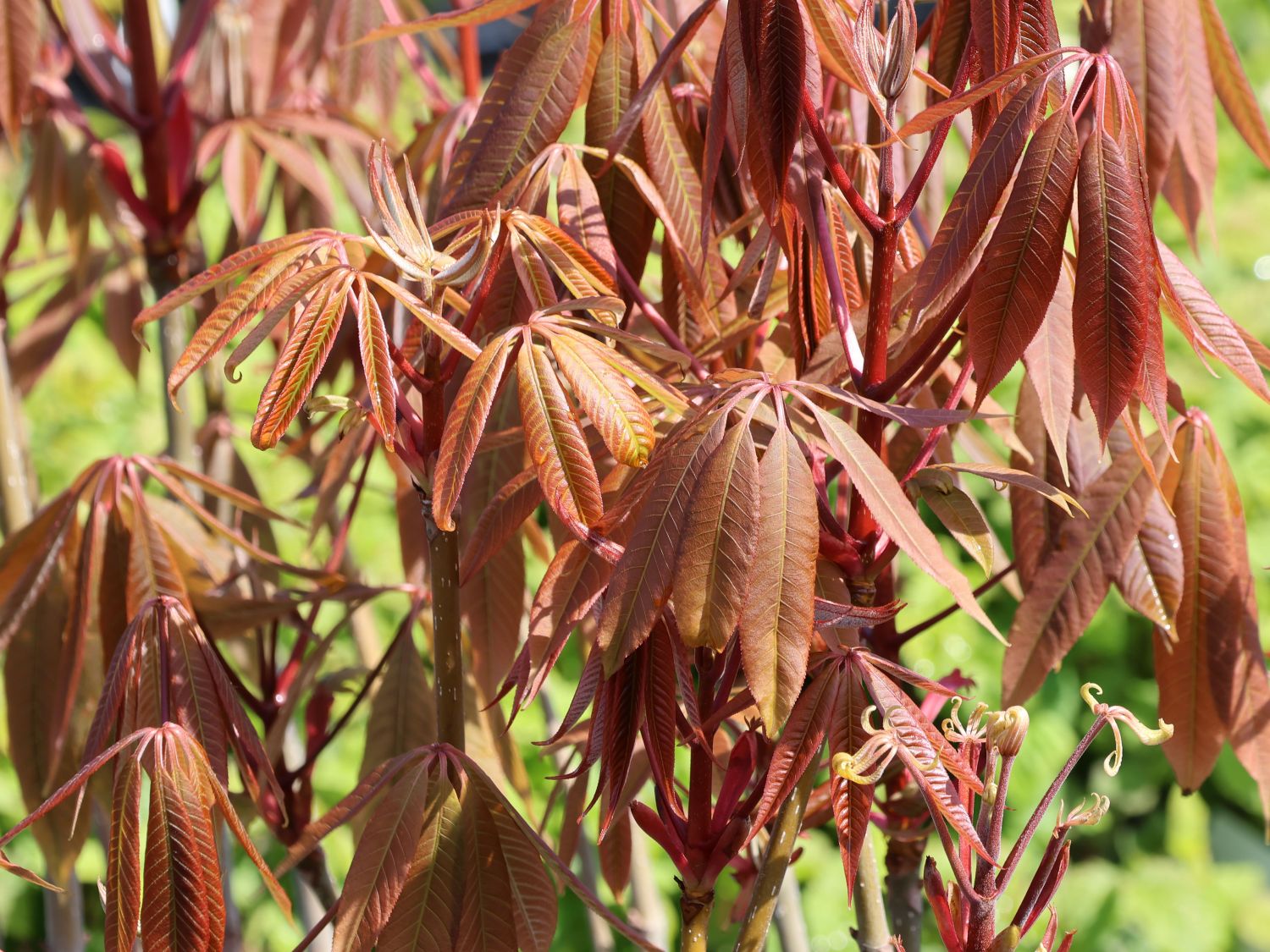 Chinesische Rosskastanie