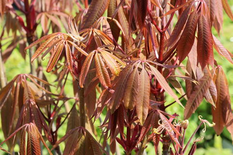 Chinesische Rosskastanie - Aesculus chinensis var. wilsonii