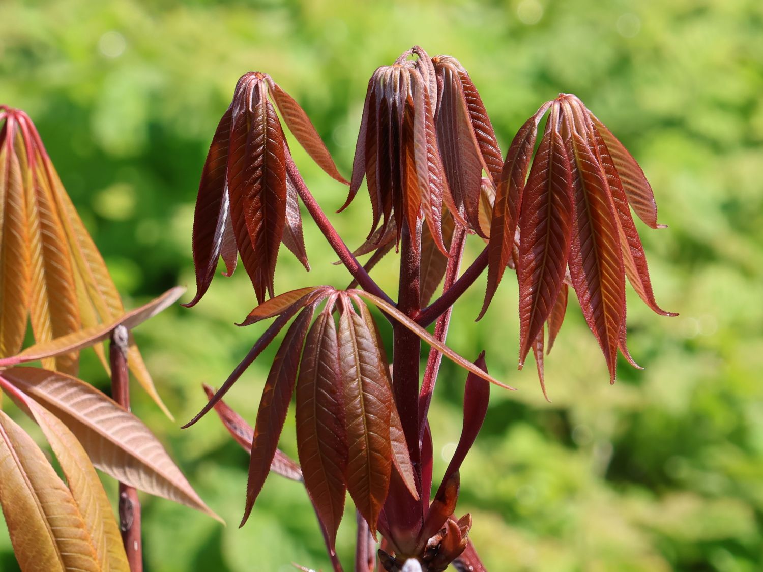 Chinesische Rosskastanie - Aesculus chinensis var. wilsonii