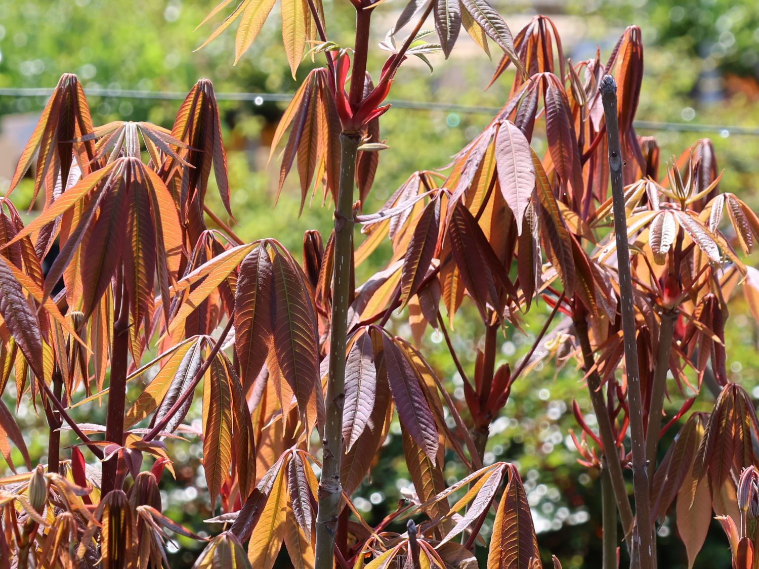 Chinesische Rosskastanie - Aesculus chinensis var. wilsonii