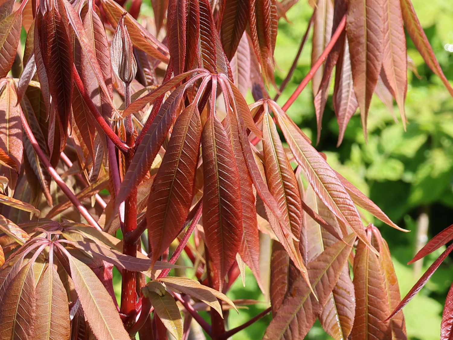 Chinesische Rosskastanie - Aesculus chinensis var. wilsonii