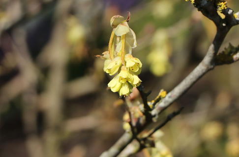 Chinesische Scheinhasel - Corylopsis sinensis