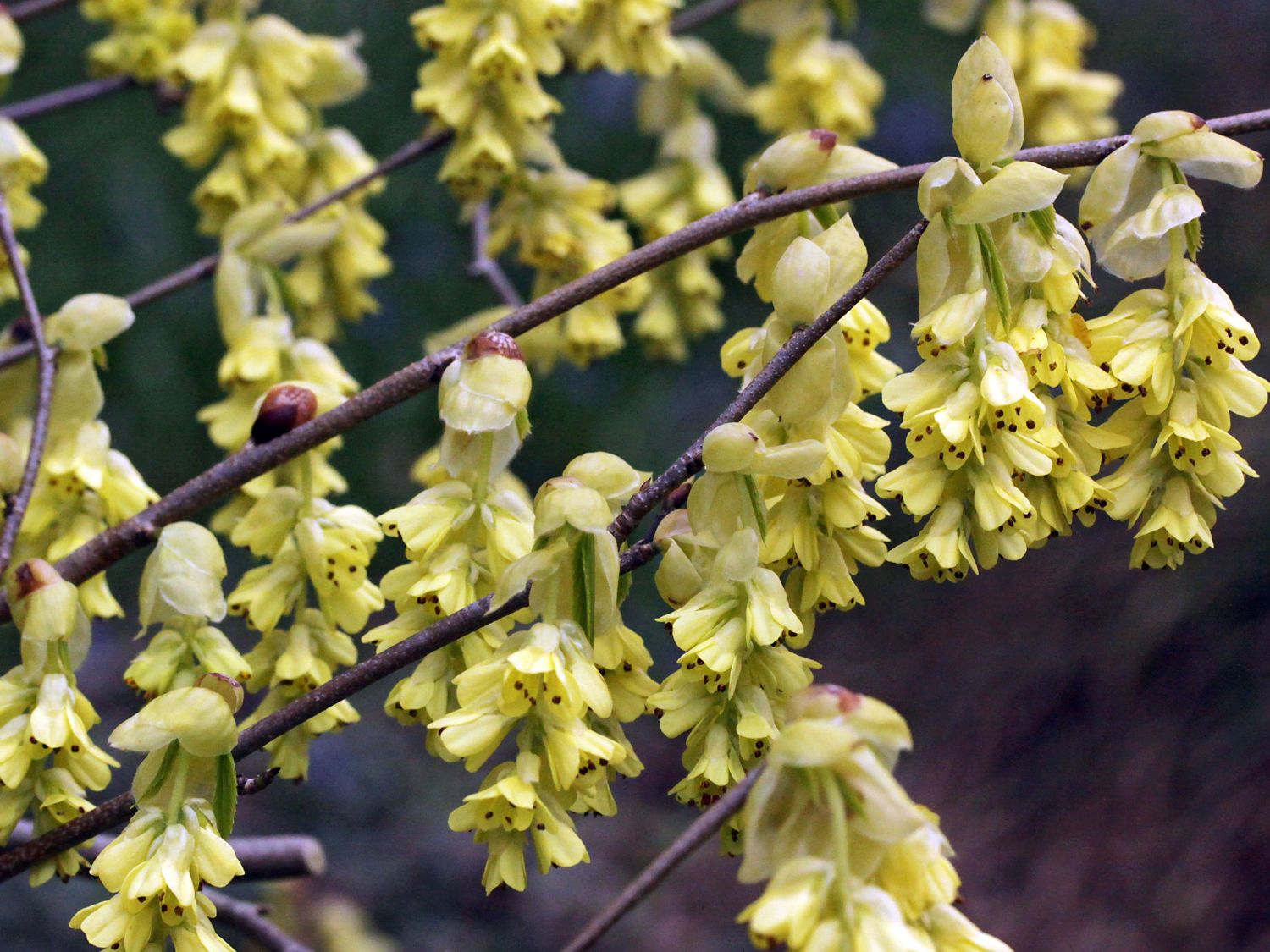 Chinesische Scheinhasel 'Spring Purple' - Corylopsis sinensis 'Spring Purple'