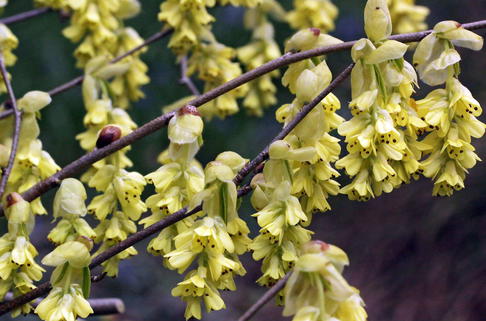 Chinesische Scheinhasel 'Spring Purple' - Corylopsis sinensis 'Spring Purple'