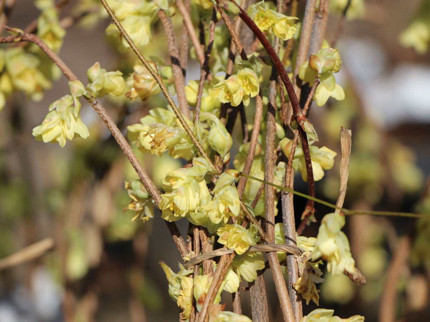 Scheinhaseln (Corylopsis)