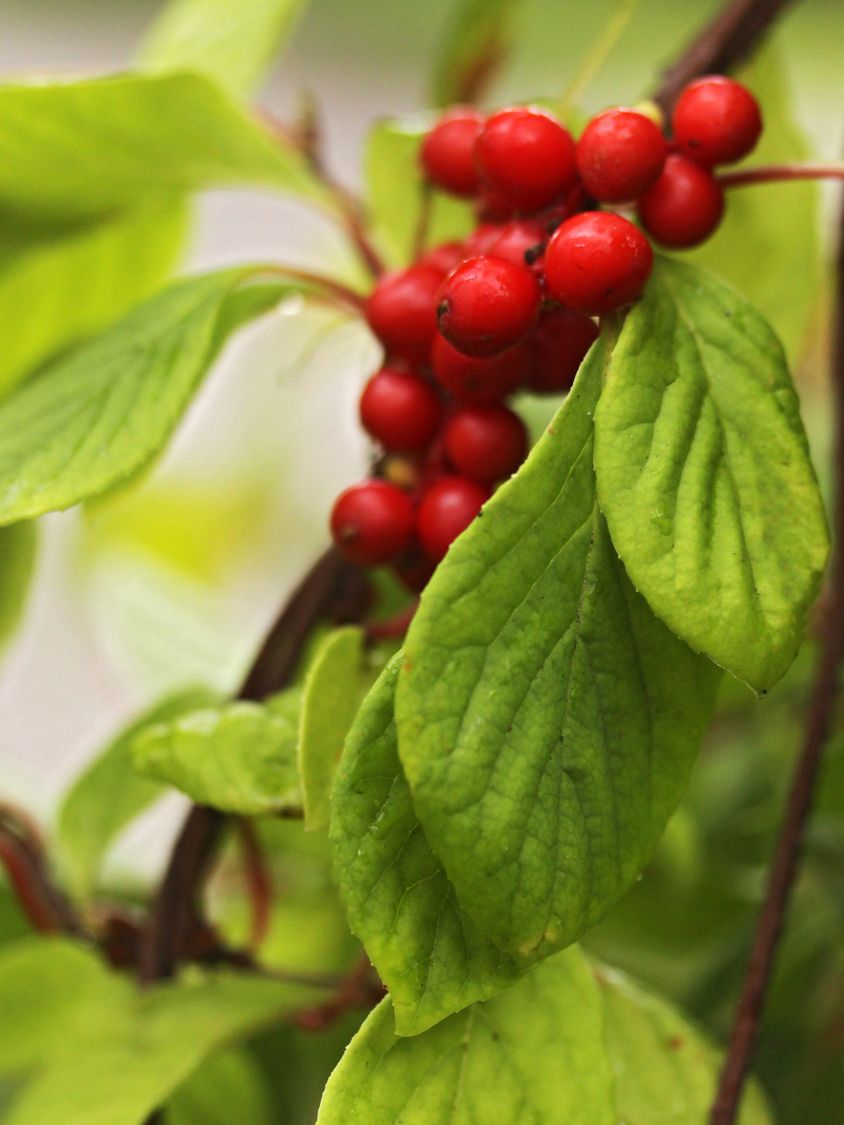 Spaltkörbchen (Schisandra)