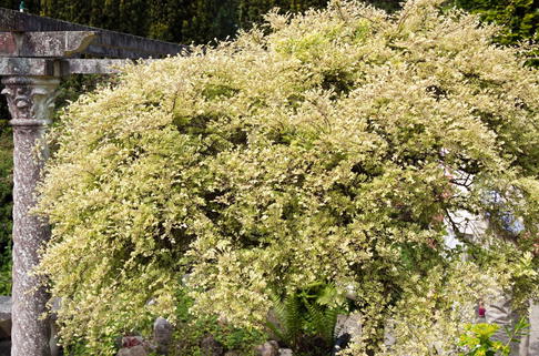 Chinesische Ulme 'Geisha' - Ulmus parvifolia 'Geisha'