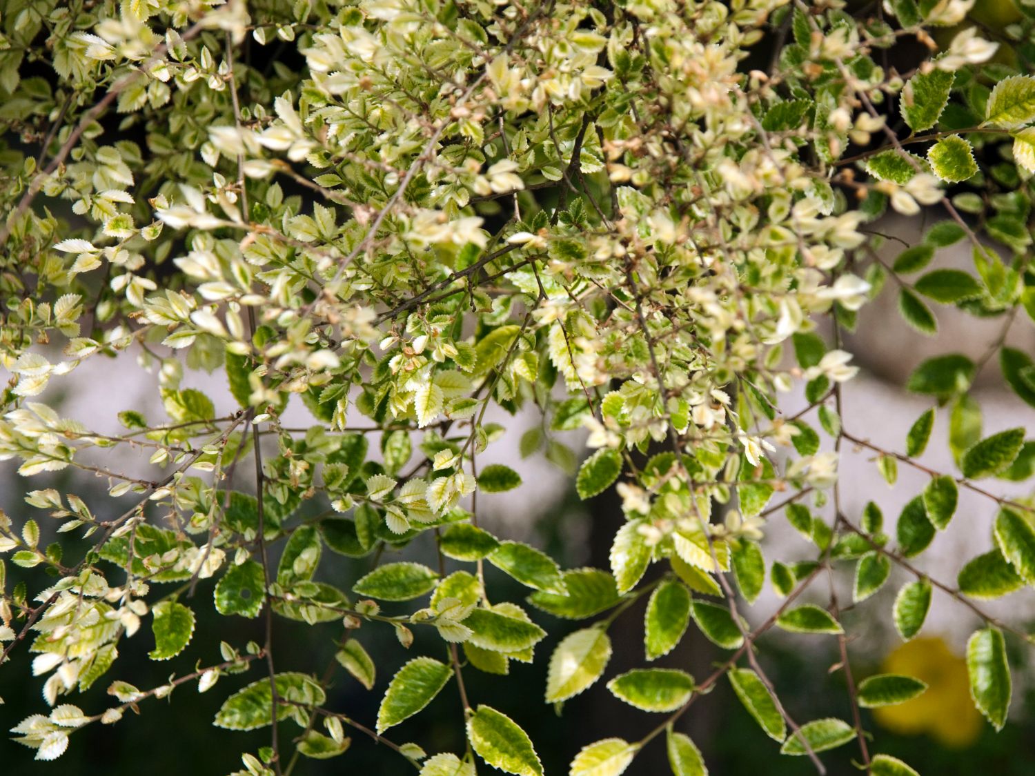 Ulmengewächse (Ulmaceae)