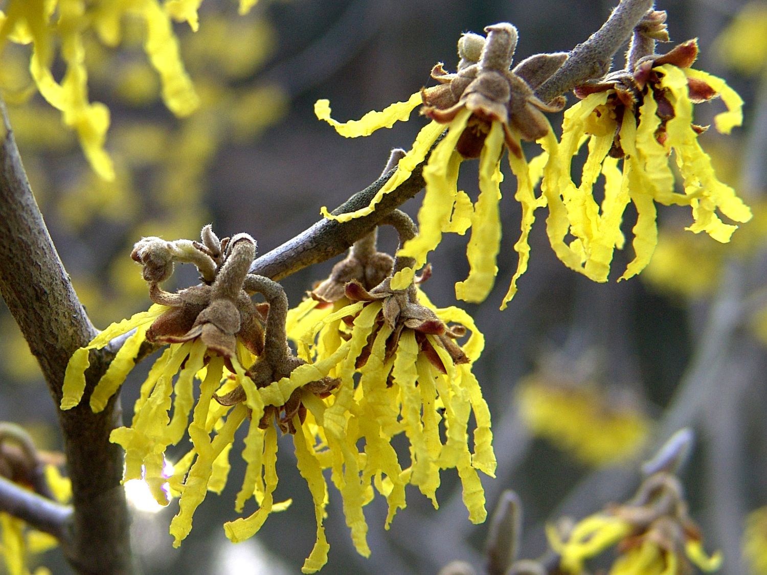 Zaubernussgewächse (Hamamelidaceae)