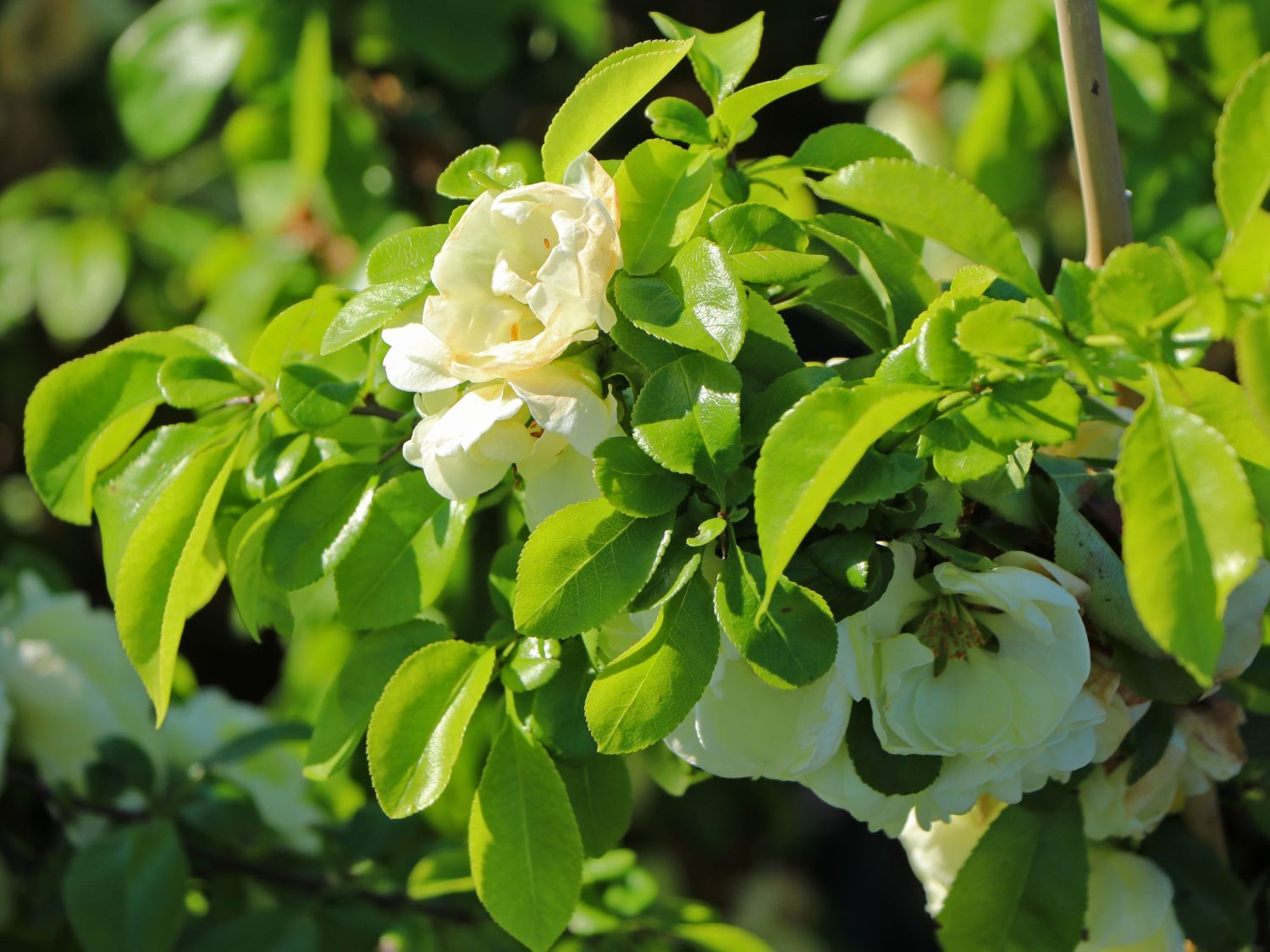 Chinesische Zierquitte 'Kinshiden' - Chaenomeles speciosa 'Kinshiden'