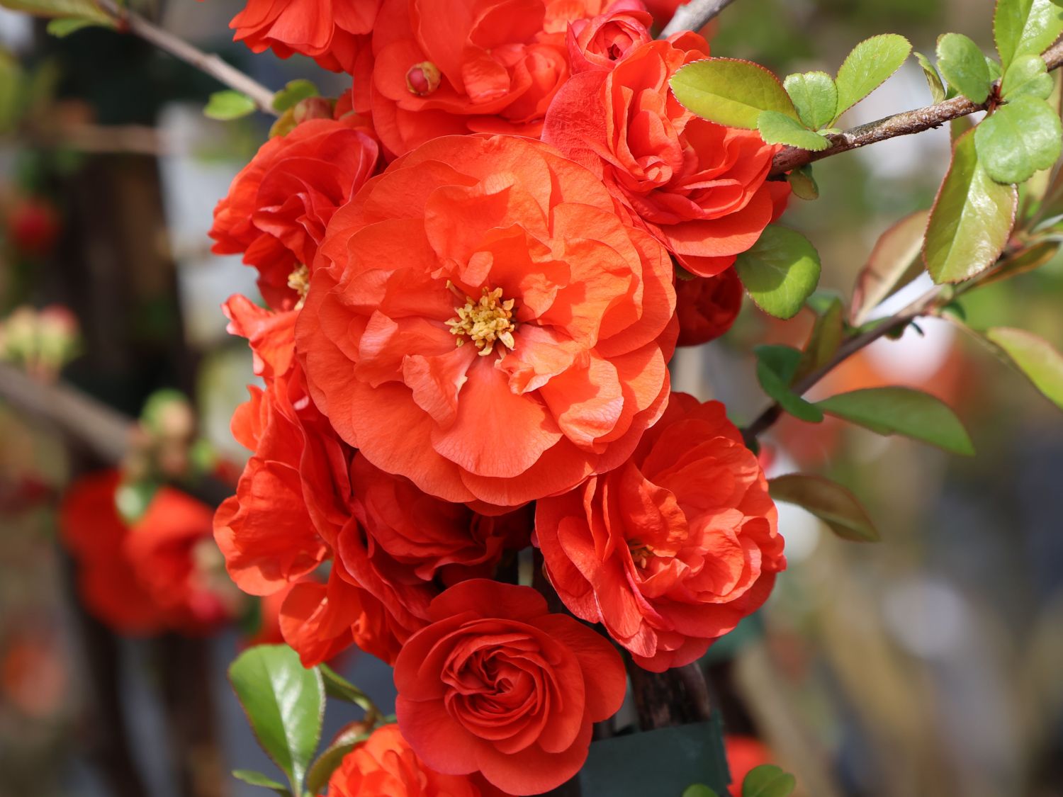 Chinesische Zierquitte PROVEN WINNERS ® Double Take 'Orange' / 'Orange Storm'