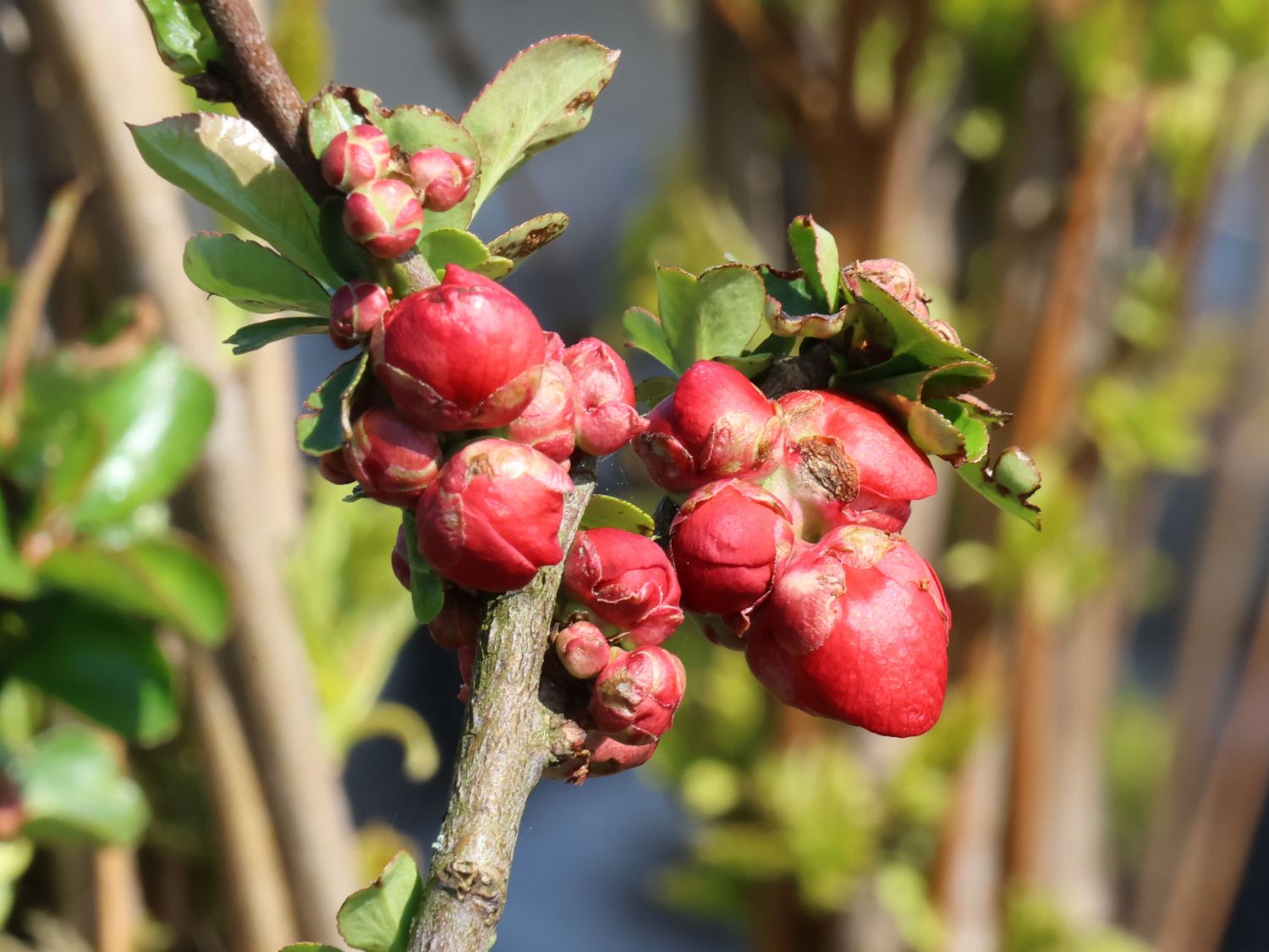Chinesische Zierquitte PROVEN WINNERS ® Double Take 'Scarlet' / 'Scarlet Storm' - Chaenomeles speciosa PROVEN WINNERS ® Double Take 'Scarlet' / 'Scarlet Storm'