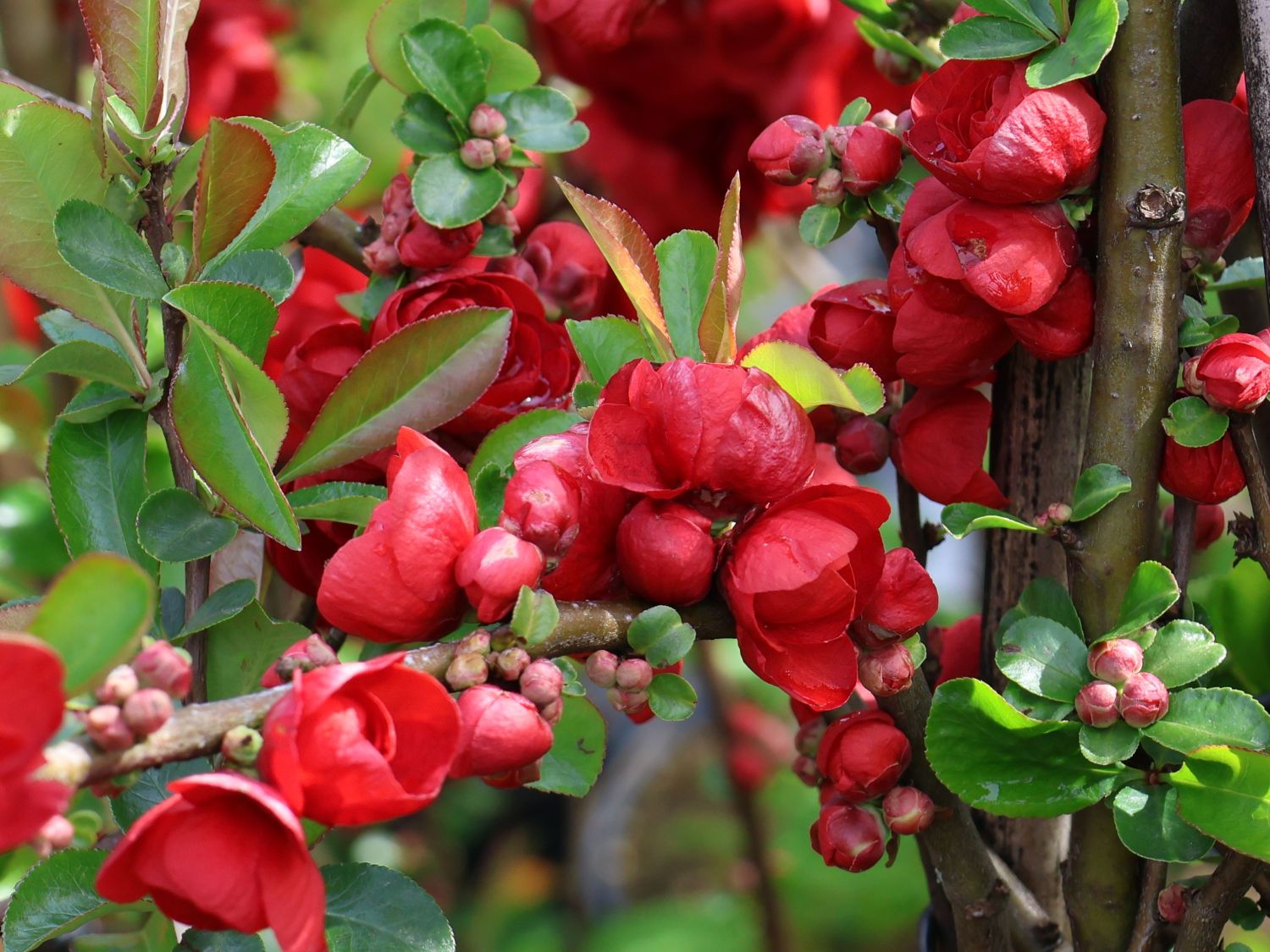 Chinesische Zierquitte PROVEN WINNERS ® Double Take 'Scarlet' / 'Scarlet Storm' - Chaenomeles speciosa PROVEN WINNERS ® Double Take 'Scarlet' / 'Scarlet Storm'