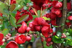 Chinesische Zierquitte PROVEN WINNERS ® Double Take 'Scarlet' / 'Scarlet Storm' - Chaenomeles speciosa PROVEN WINNERS ® Double Take 'Scarlet' / 'Scarlet Storm'