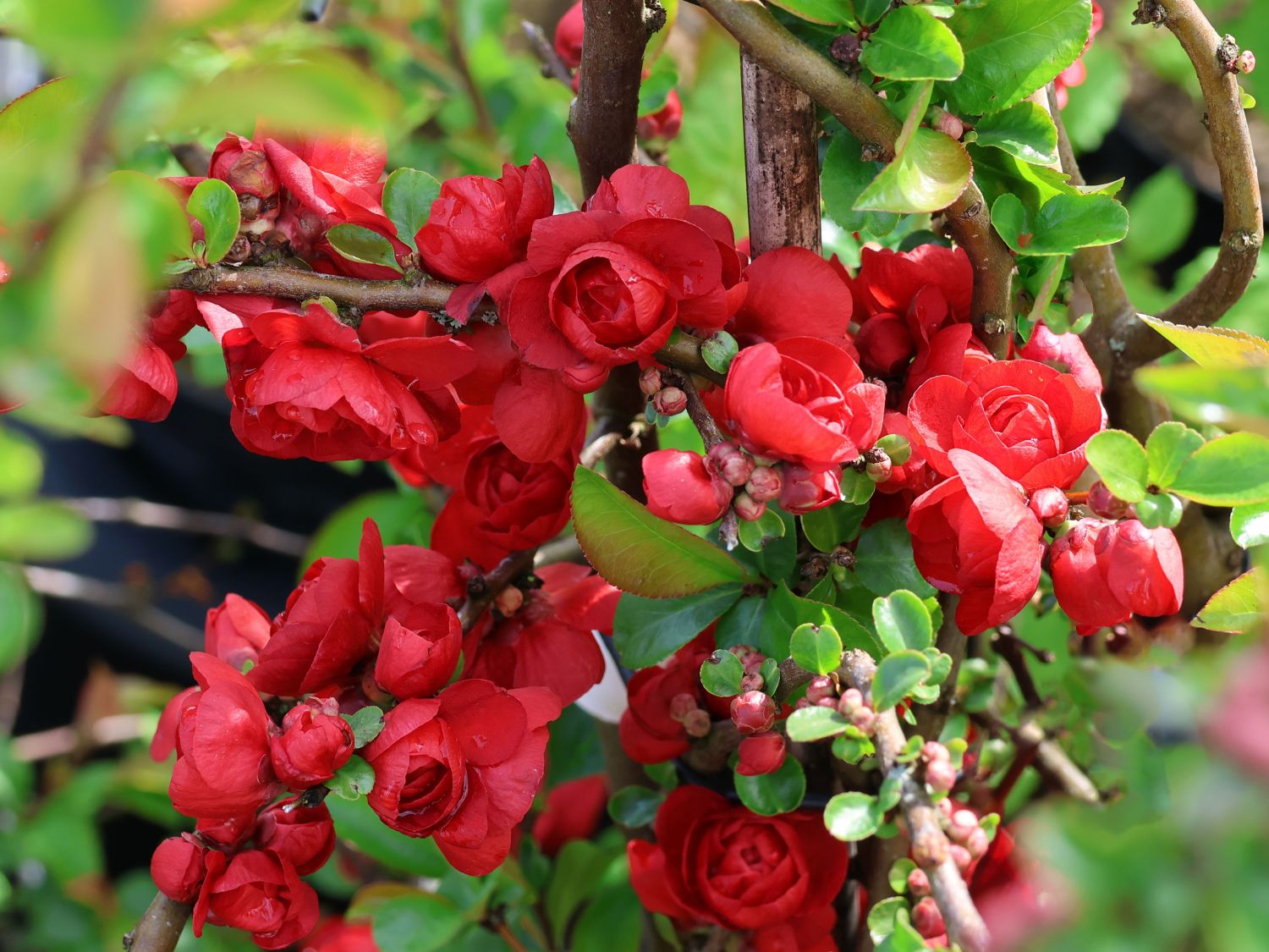 Chinesische Zierquitte PROVEN WINNERS ® Double Take 'Scarlet' / 'Scarlet Storm' - Chaenomeles speciosa PROVEN WINNERS ® Double Take 'Scarlet' / 'Scarlet Storm'