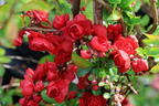 Chinesische Zierquitte PROVEN WINNERS ® Double Take 'Scarlet' / 'Scarlet Storm' - Chaenomeles speciosa PROVEN WINNERS ® Double Take 'Scarlet' / 'Scarlet Storm'