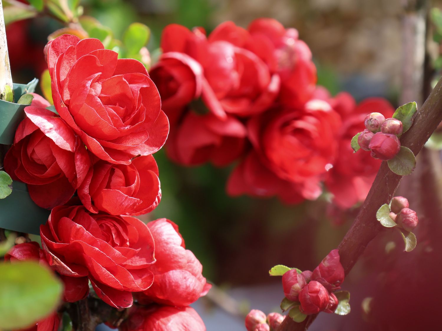 Chinesische Zierquitte PROVEN WINNERS ® Double Take 'Scarlet' / 'Scarlet Storm' - Chaenomeles speciosa PROVEN WINNERS ® Double Take 'Scarlet' / 'Scarlet Storm'