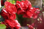 Chinesische Zierquitte PROVEN WINNERS ® Double Take 'Scarlet' / 'Scarlet Storm' - Chaenomeles speciosa PROVEN WINNERS ® Double Take 'Scarlet' / 'Scarlet Storm'