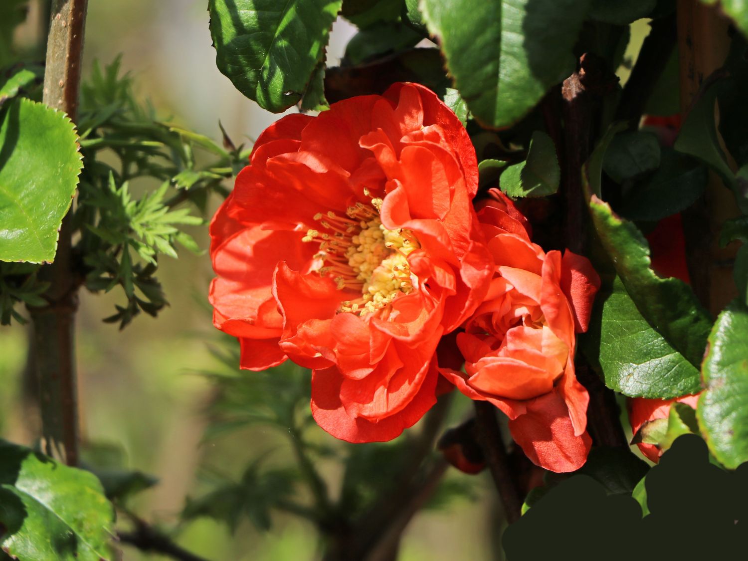 Chinesische Zierquitte PROVEN WINNERS ® Double Take 'Mango' / 'Mango Storm' ®