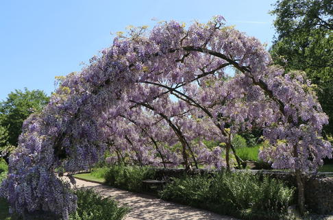 Chinesischer Blauregen 'Prolific' - Wisteria sinensis 'Prolific'