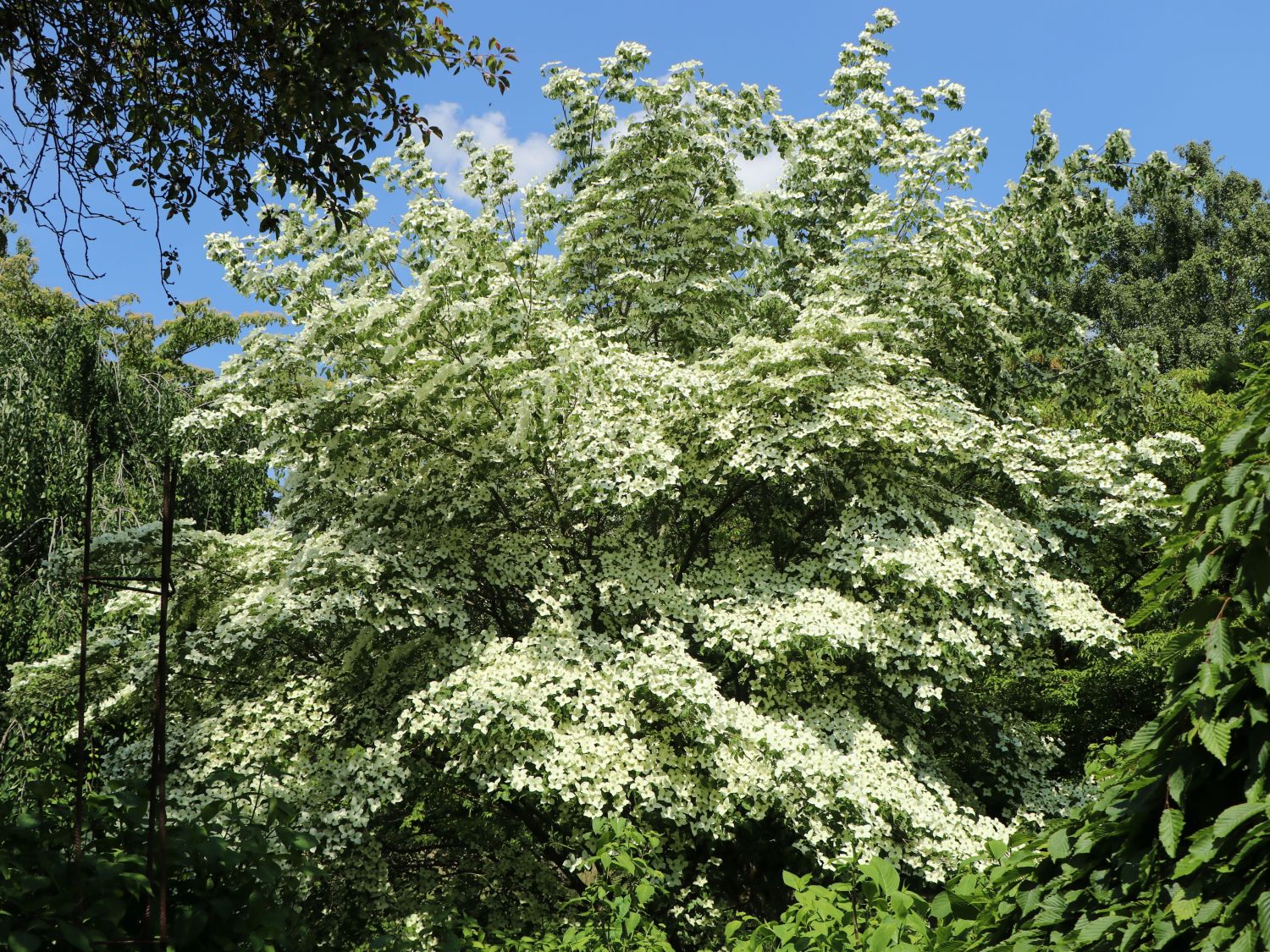 Hartriegelartige (Cornales)