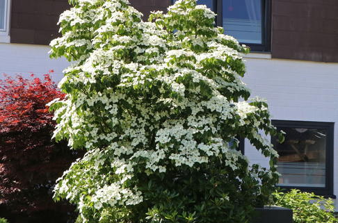 Chinesischer Blumen-Hartriegel - Cornus kousa var. chinensis