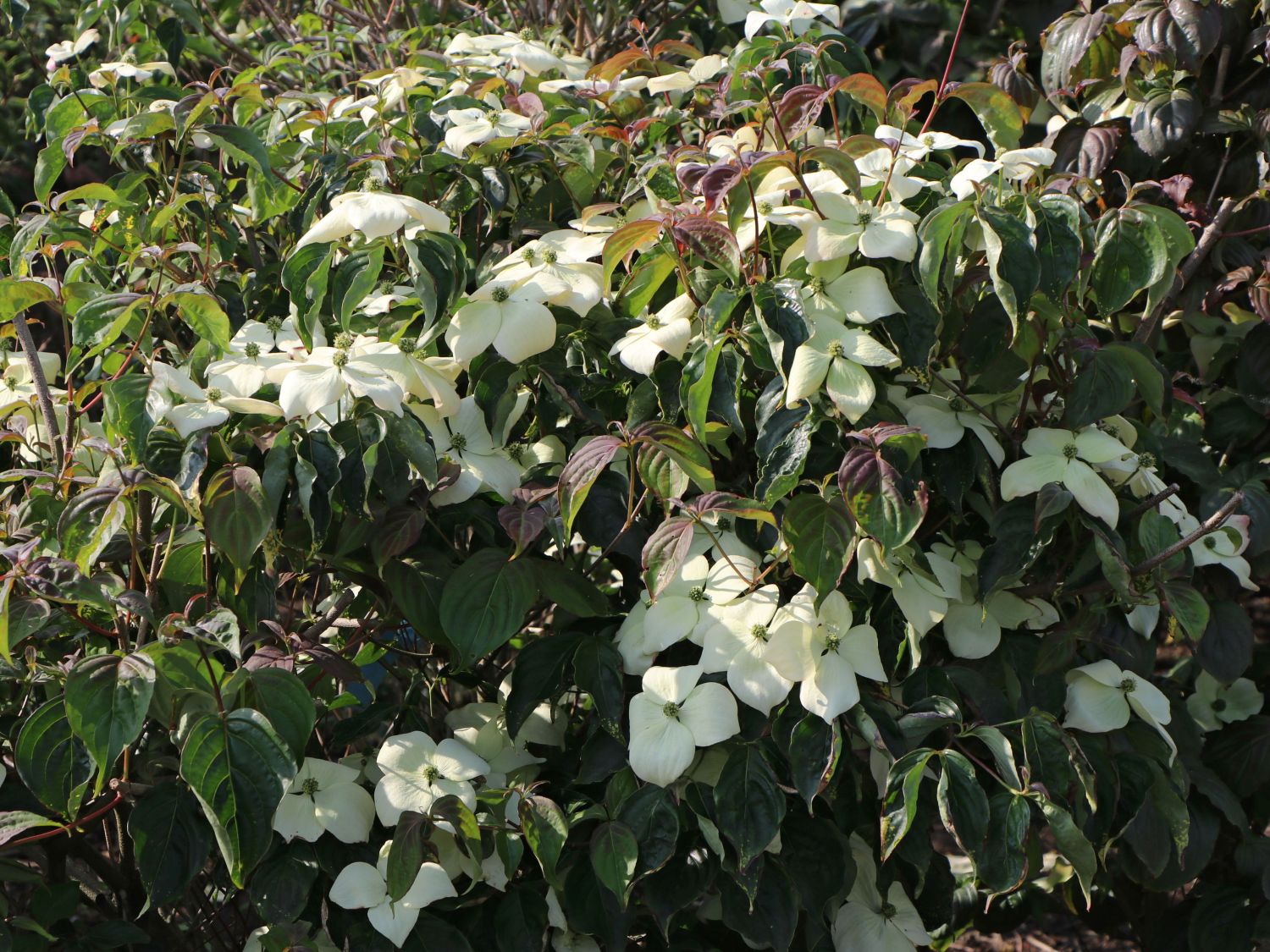 Chinesischer Blumen-Hartriegel 'National' - Cornus kousa var. chinensis 'National'