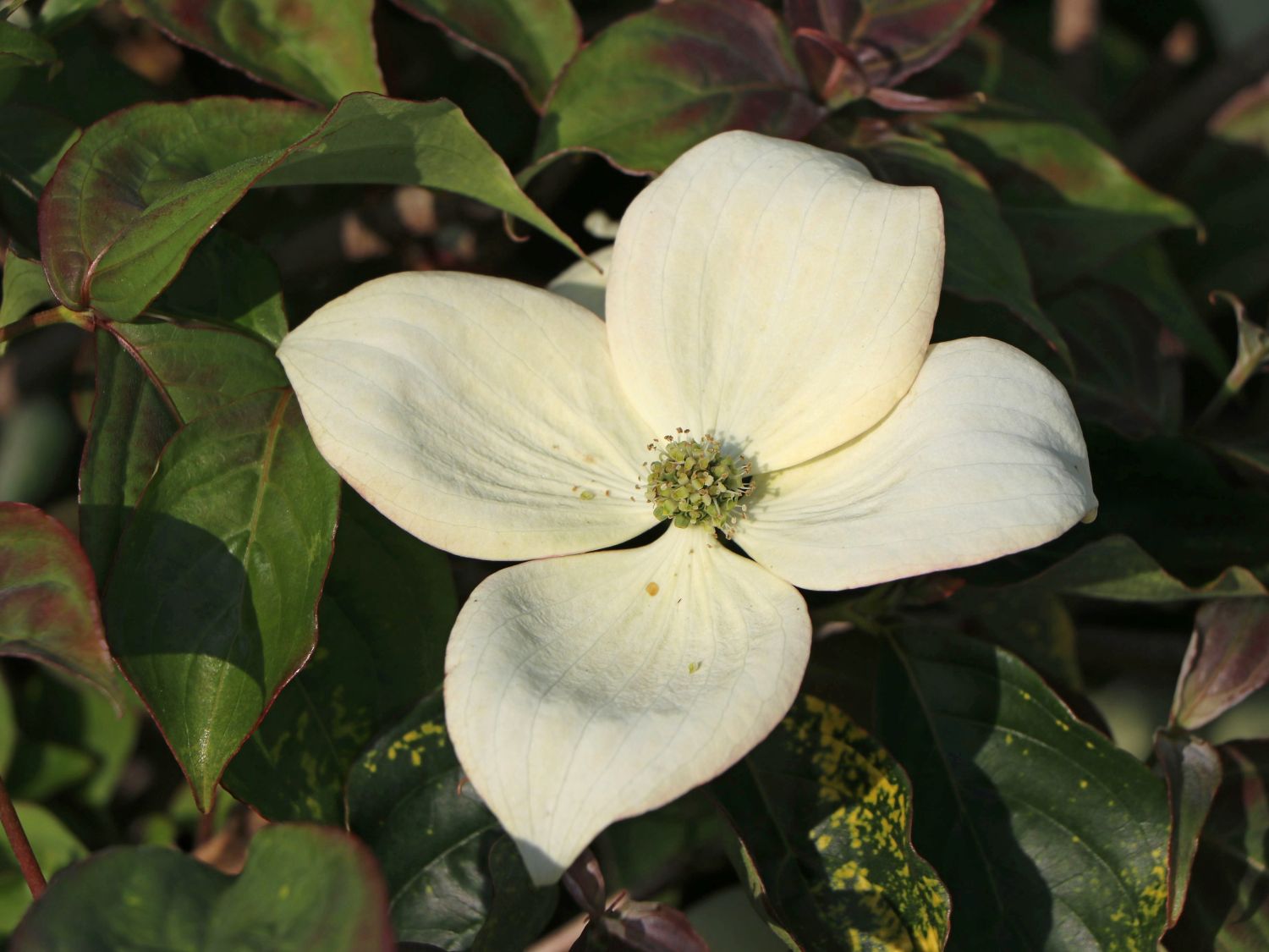 Chinesischer Blumen-Hartriegel 'National' - Cornus kousa var. chinensis 'National'